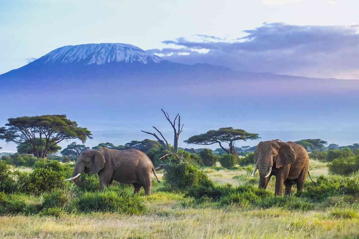 Elephants at Amboseli with Mount Kilimanjaro backdrop